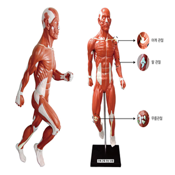 인체근육전신모형(5학년2학기교과과정)