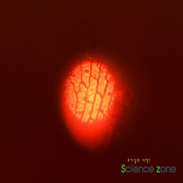 LED액체현미경(5인용/현미경.식물세포)