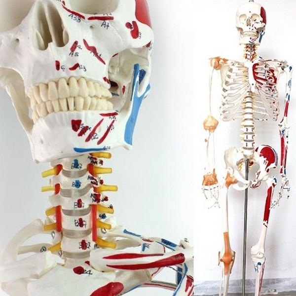 인체골격관절.인대모형(170cm.1;1)R