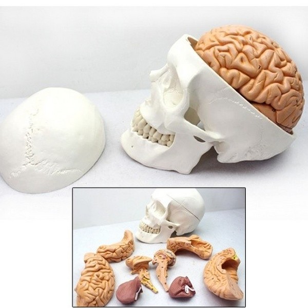인체두개골&amp;뇌모형(8pcs.1;1)R