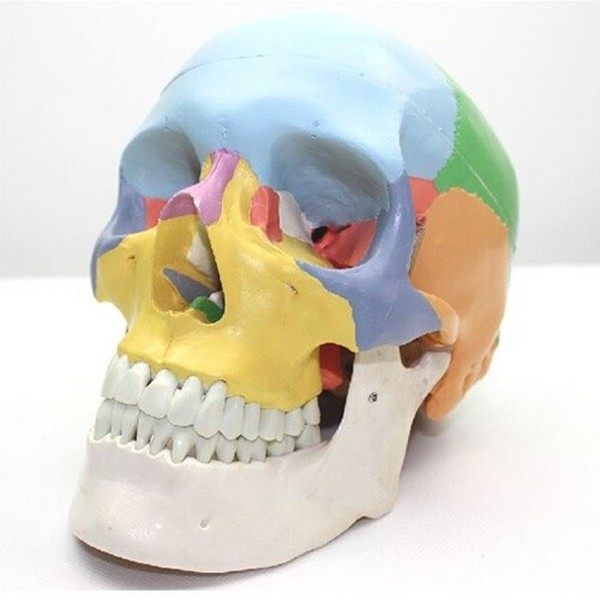 인체두개골모형(1;1)R