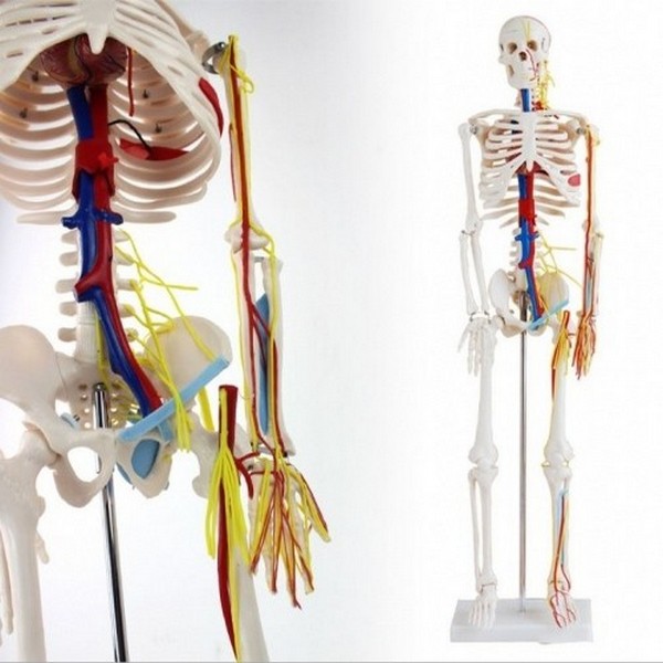 인체골격순환계모형(85cm)R