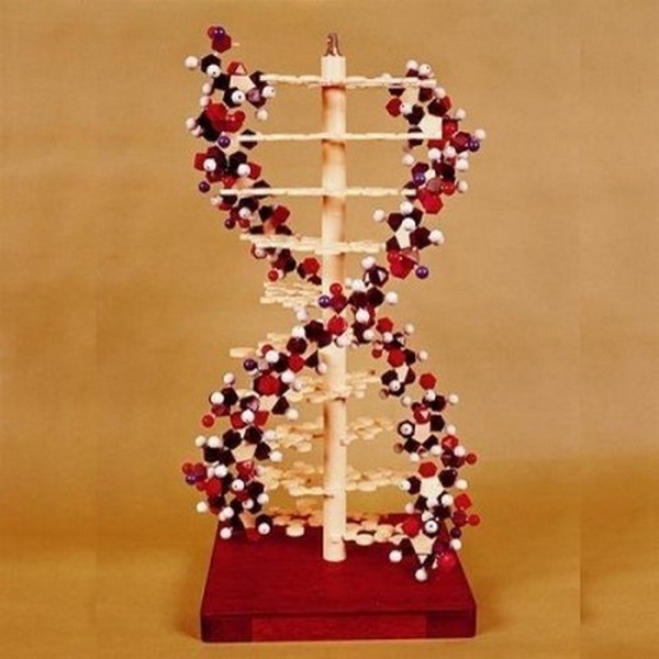 NaRiKa나리카 DNA모델2형