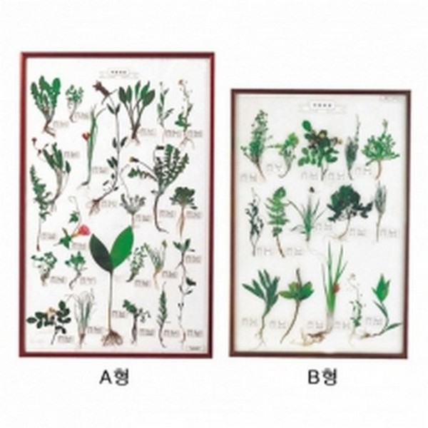 식물표본A형(25종)