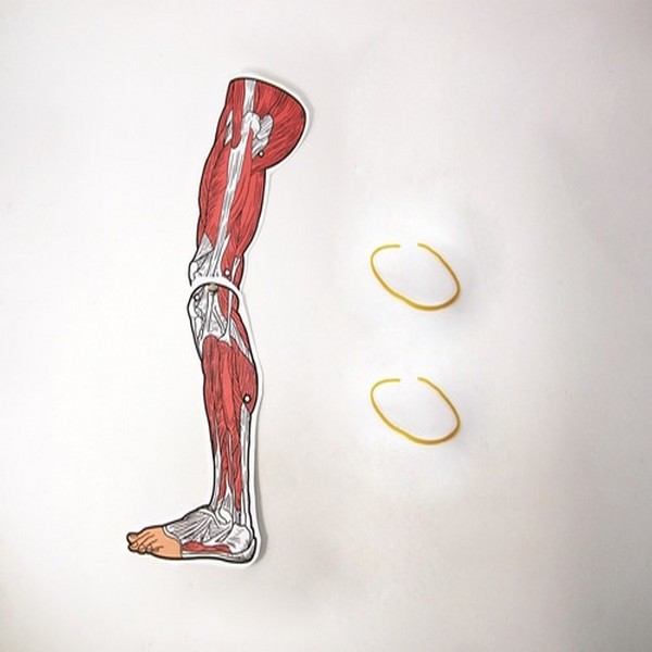 다리근육모형만들기(5인세트)