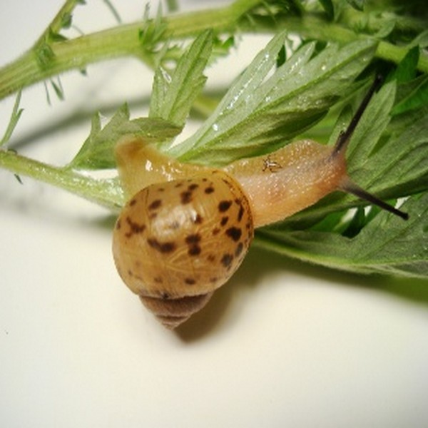 복족류-물달팽이(왼돌이물달팽이)10마리