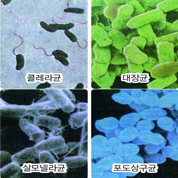 여러가지세균(4종1조)프레파라트