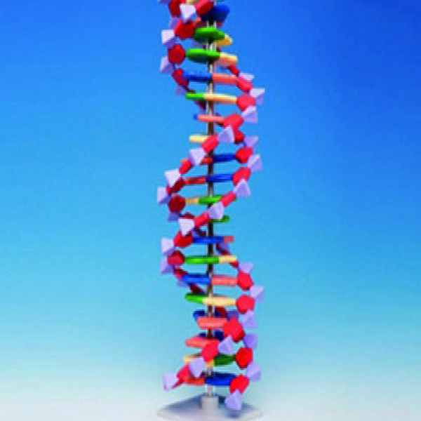 22염기쌍 DNA분자모형(DNA MODEL)