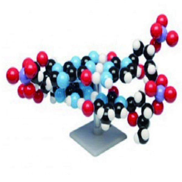 DNA 3D 2층 분자모형
