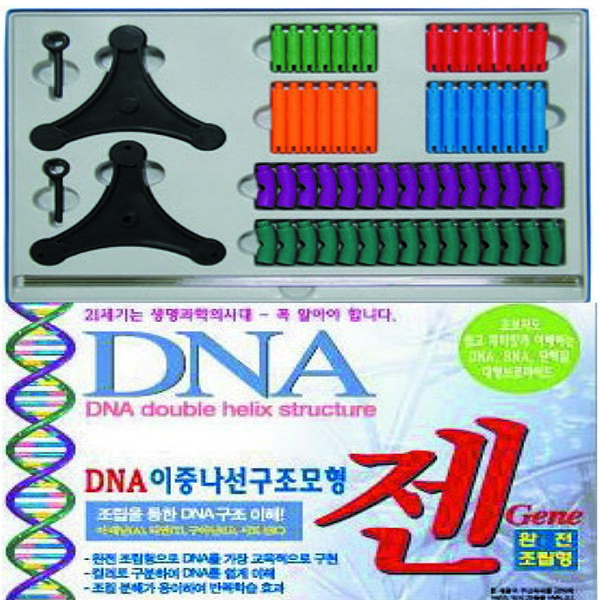 DNA모형세트(분해조립식)완전조립형/RNA/단백질