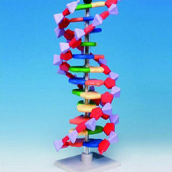 12염기쌍 DNA분자모형(DNA MODEL)