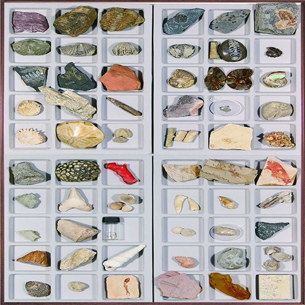 연구용실물화석표본60종(나무상자입)