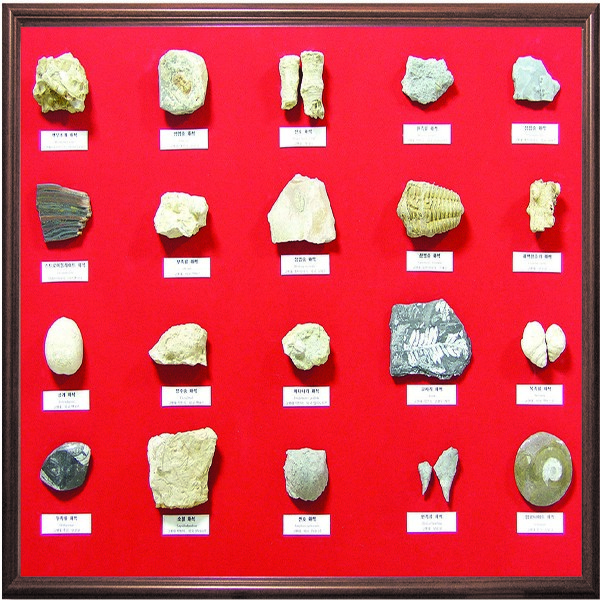실물화석 액자식 전시용표본(선캄브리아/고생대)