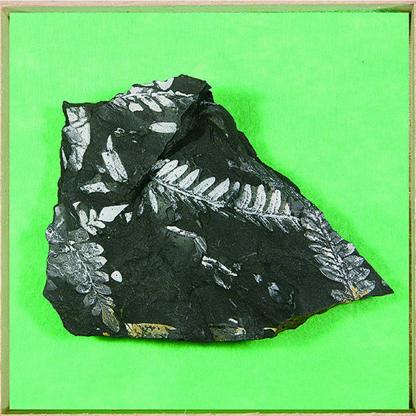 고사리화석(석탄기/고급형/보급형)