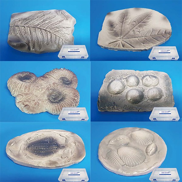 여러가지화석모형(8종)보관케이스포함