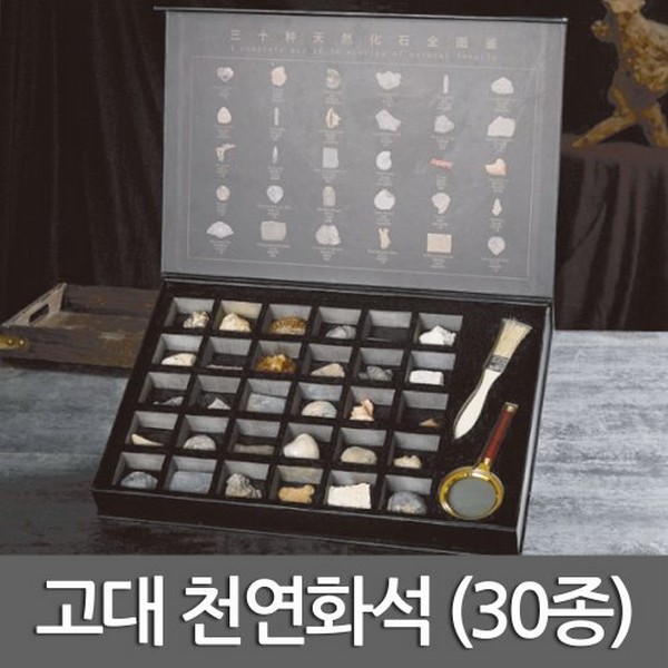 고대천연화석(30종)