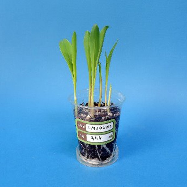 외떡잎 식물(옥수수)기르기/식물의한살이(1인세트)