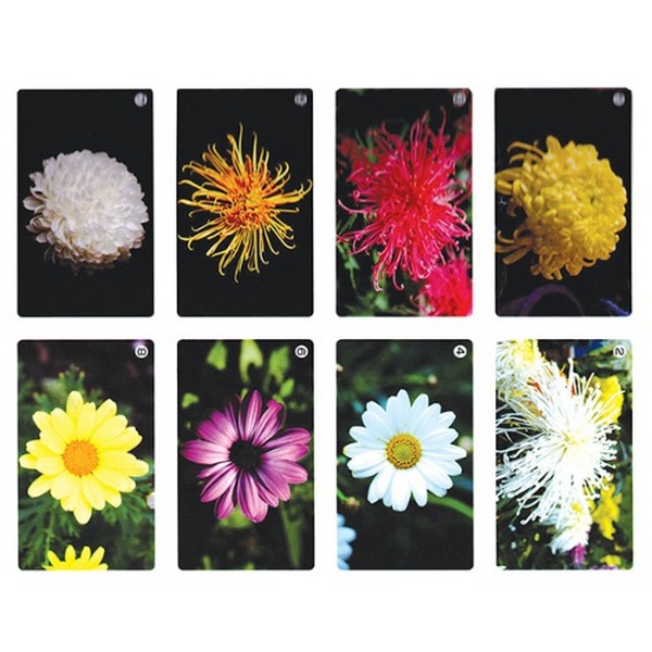 국화꽃 분류하기 카드(50x70mm)8종1조