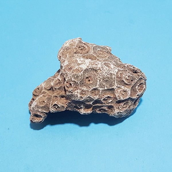 산호화석(실물)80x120x40mm.케이스입