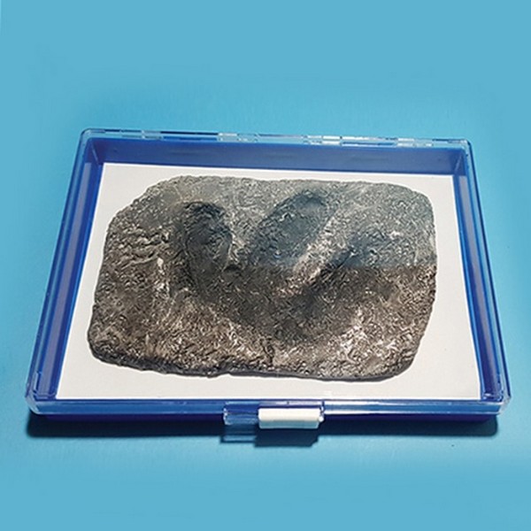 공룡발자국 화석 모형(보관케이스 포함)