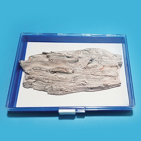 나무 화석 모형(보관케이스 포함)