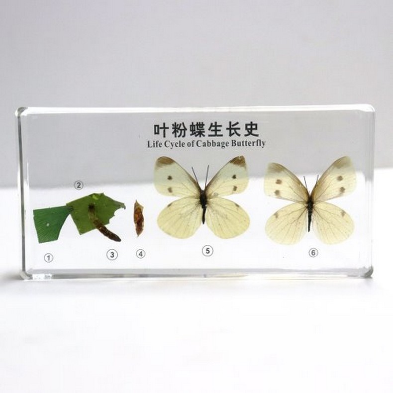 배추흰나비 한살이 표본(160x79x20mm)