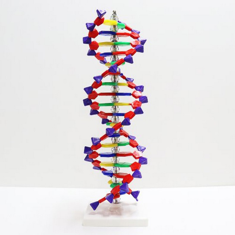 DNA모형 이중나선구조 만들기(45cm)