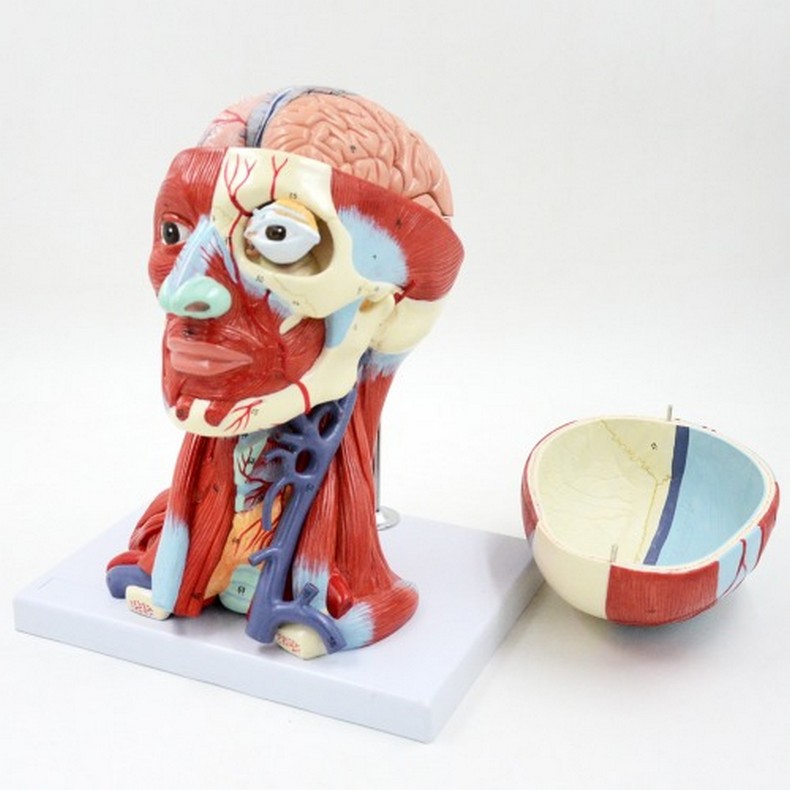 인체 머리근육 및 뇌 해부 분리모형(10pcs)