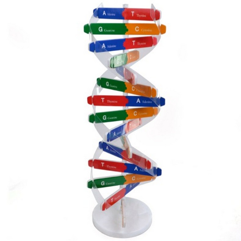 DNA 이중나선 분자구조 입체모형 만들기