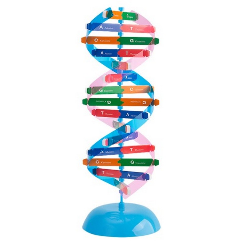 DNA 이중나선 입체모형 키트