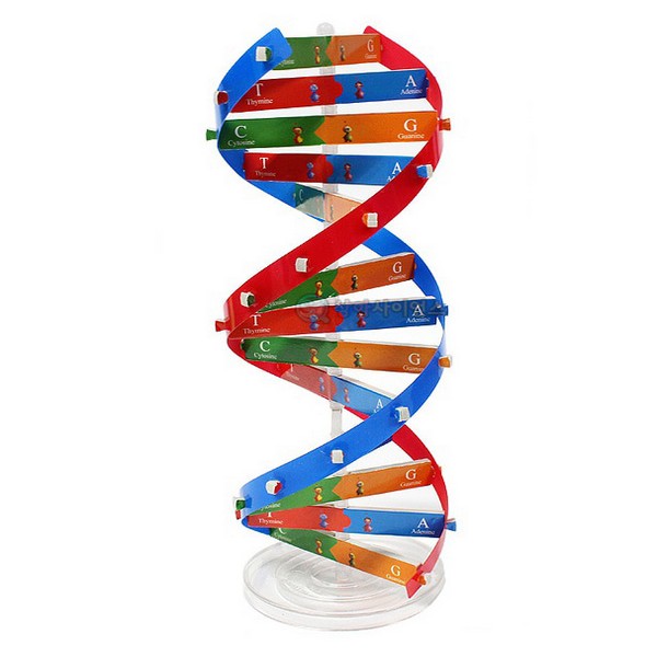 DNA 이중나선 모형 만들기(1인세트)DNA모형