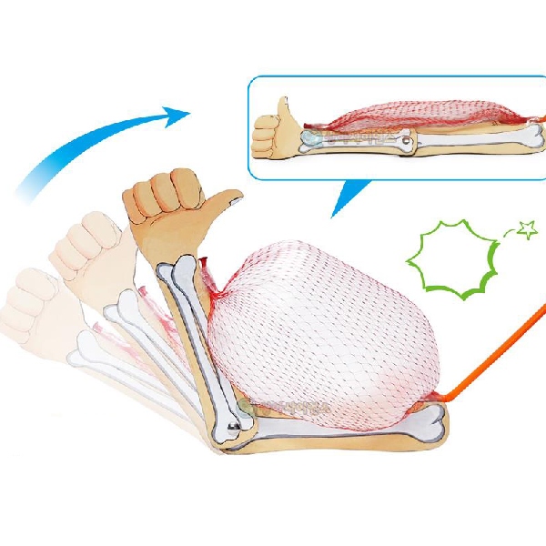 DIY 뼈와 근육모형(근육망)만들기1인세트