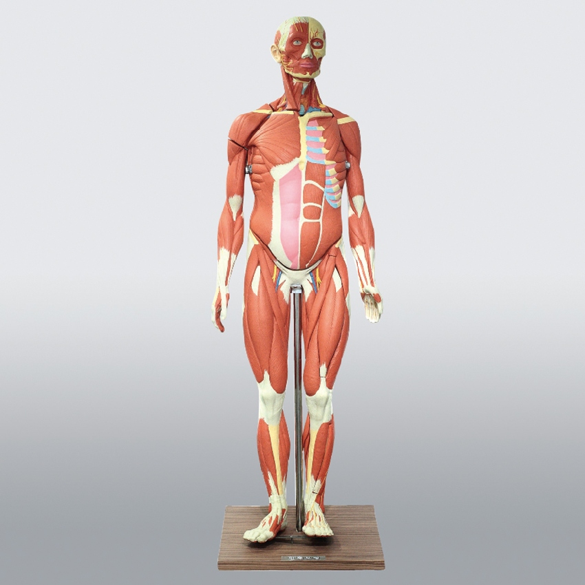 인체 근육 전신 해부 모형(자석식 분해 조립)132cm