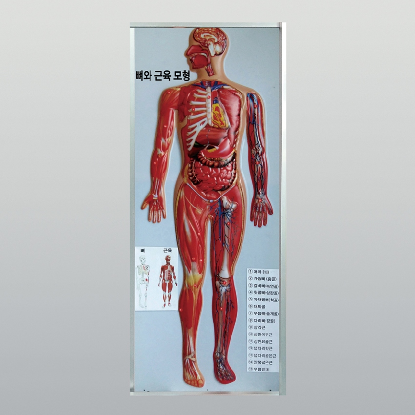 렉산 인체 뼈와 근육 모형(새교과서 기초교육)120cm