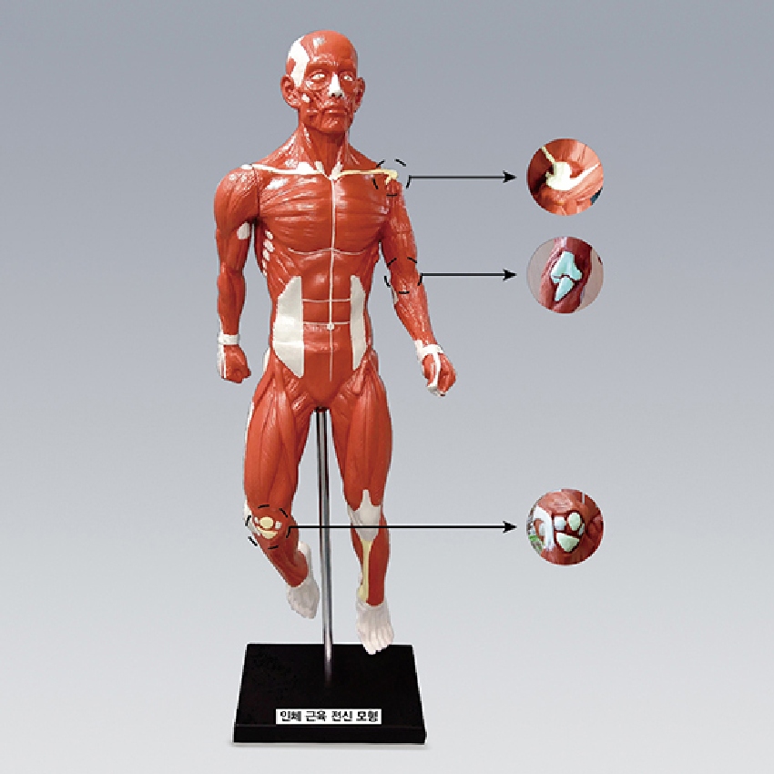 인체 전신 해부 모형(관절 근육 관찰용 각도조절)80cm