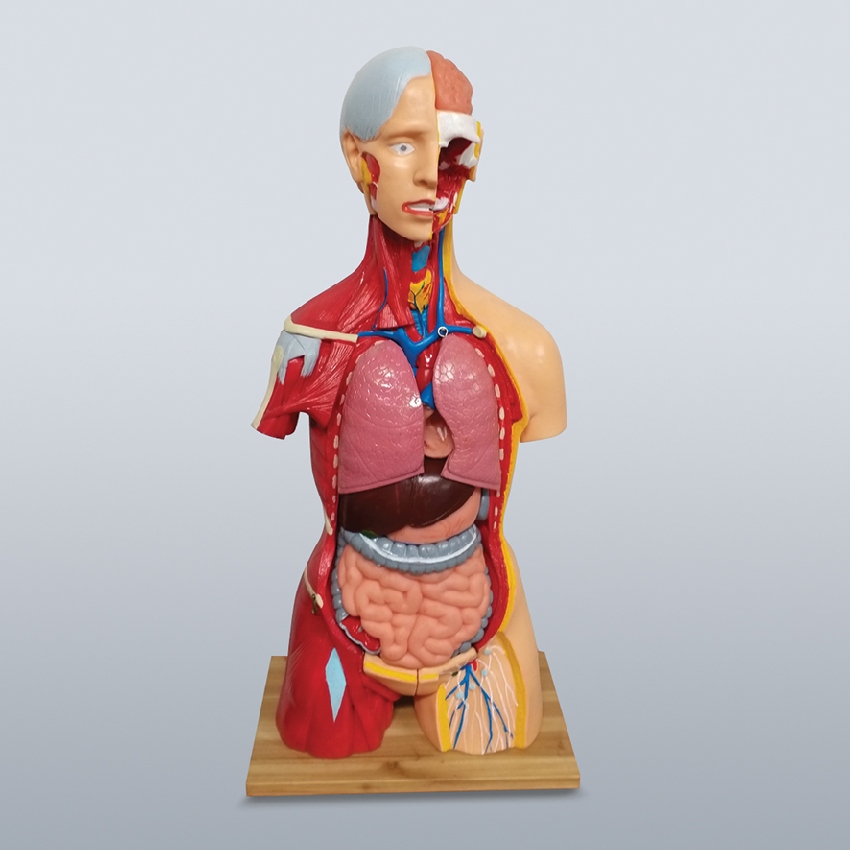 인체 장기 해부 모형(15pcs 80cm)