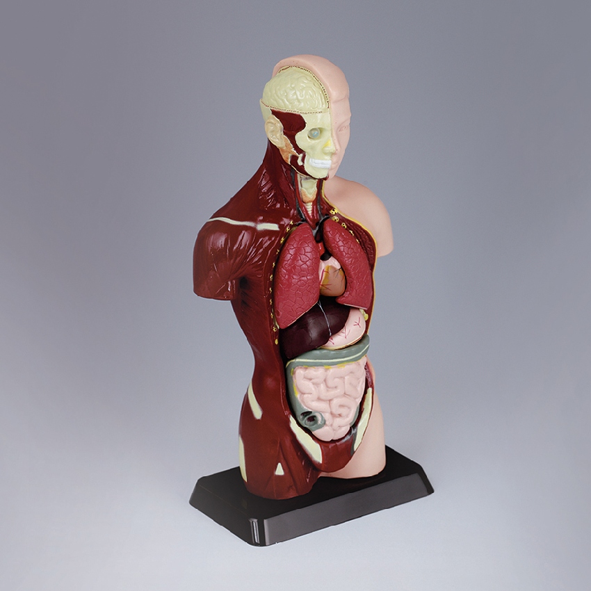 인체 반신 장기 해부 모형(분리 조립식 7pcs)27cm