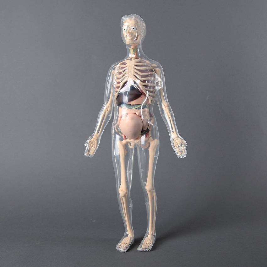 분리 조립 인체 골격 장기 해부 모형 키트(50pcs)56cm