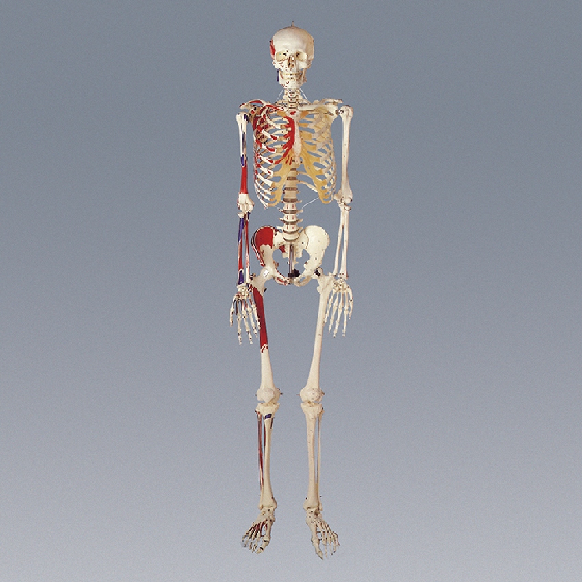 인체 전신 골격 모형/뼈모형(170cm)칼라