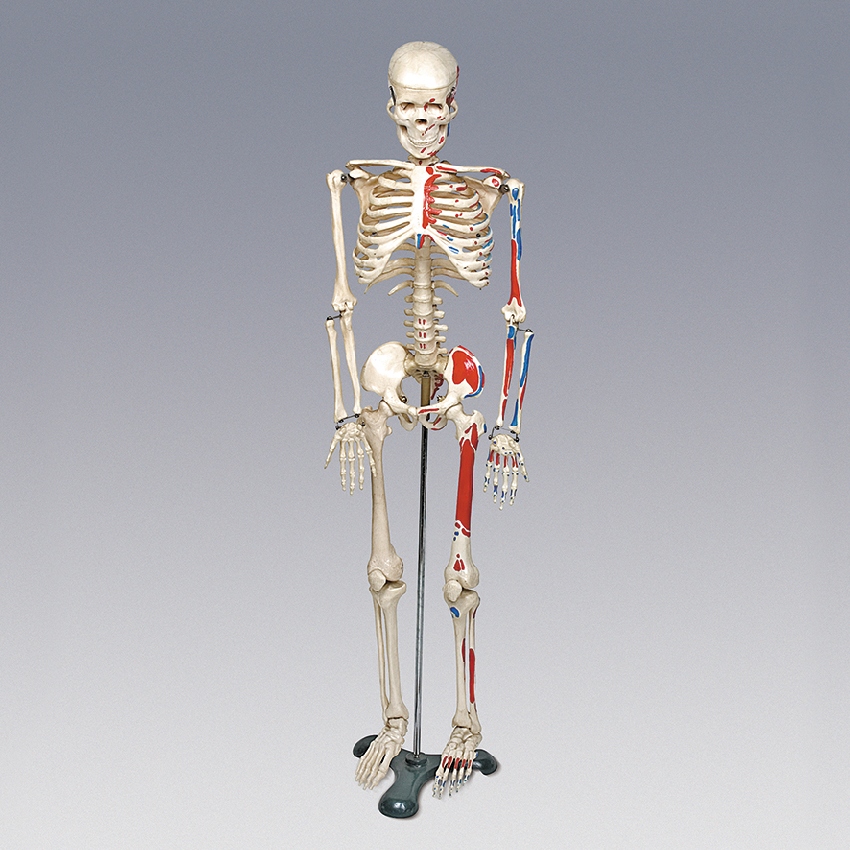 인체 전신 골격 모형/뼈모형(80cm)칼라