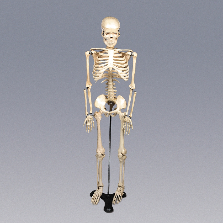 인체 전신 골격 모형/뼈모형(48cm)