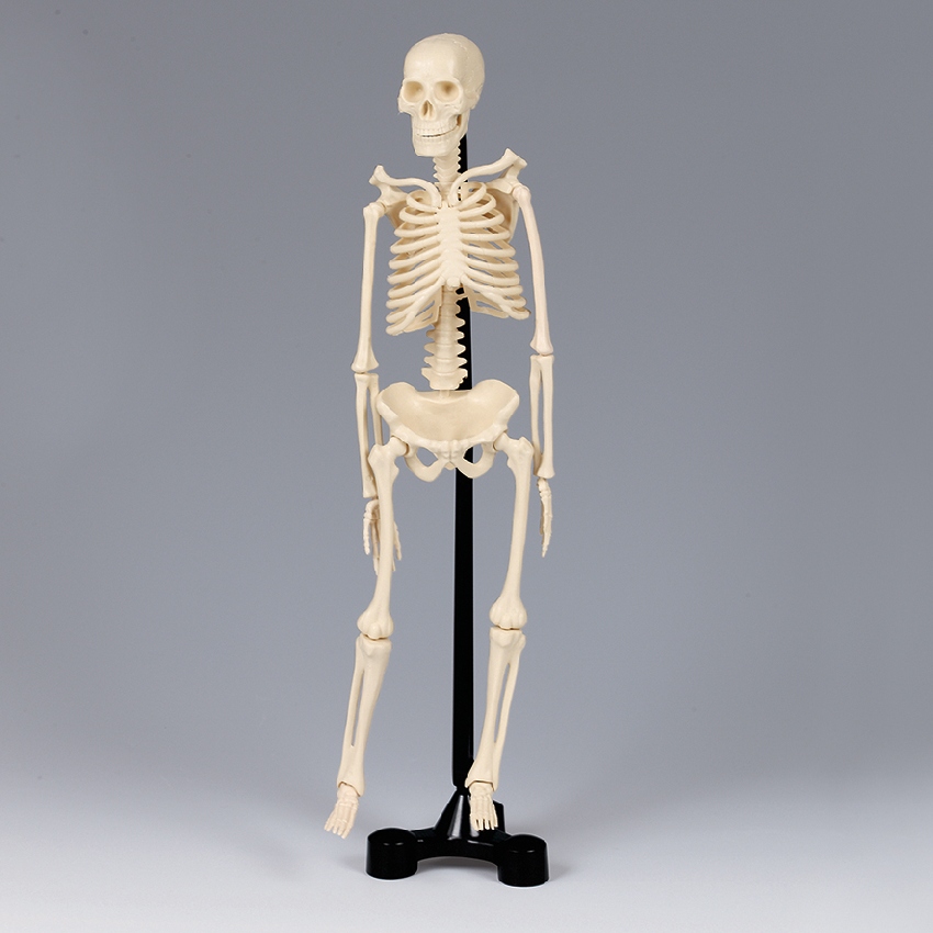 인체 전신 골격 모형/뼈모형(분리조립식)38cm