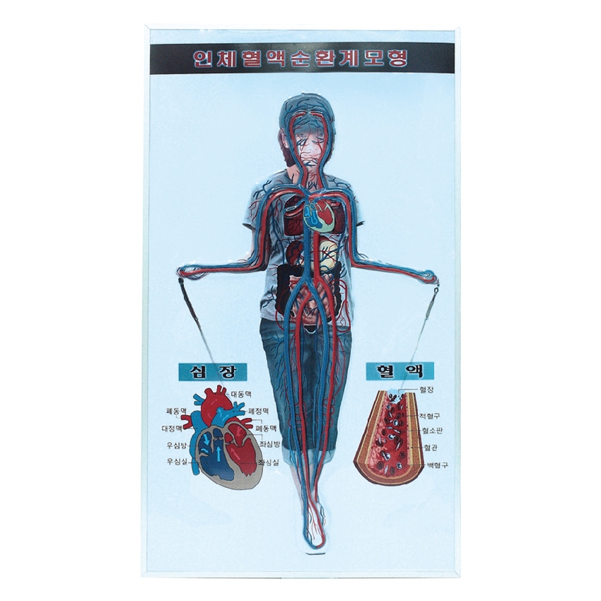 인체 혈액 순환계 모형(입체 동맥 정맥)새교과 90cm