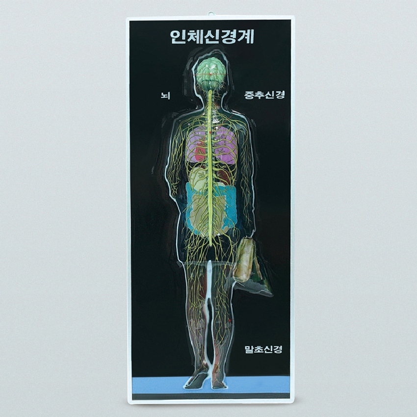 인체 신경계 입체 모형(8차 새교과)90cm