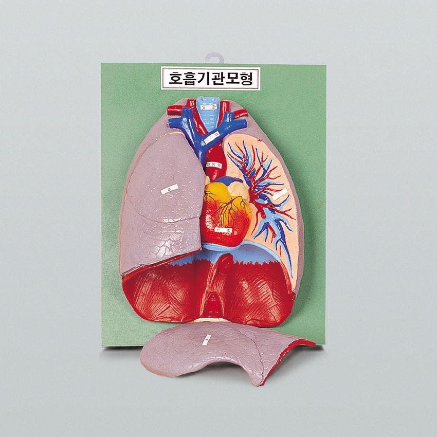 인체 호흡기관 모형/호흡기 모형 폐모형44cm