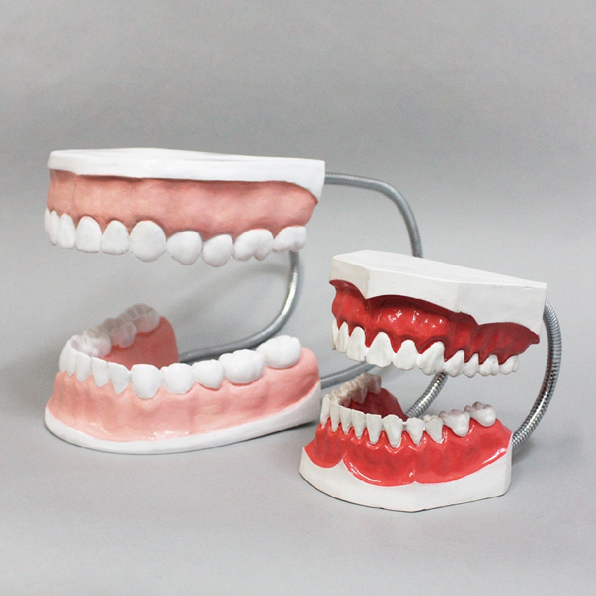 치아 모형(치아의 구조와 기능)이 모형