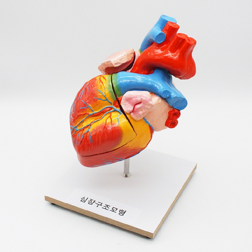 조립식 심장 구조 모형(심장의 구조와 기능)3등분