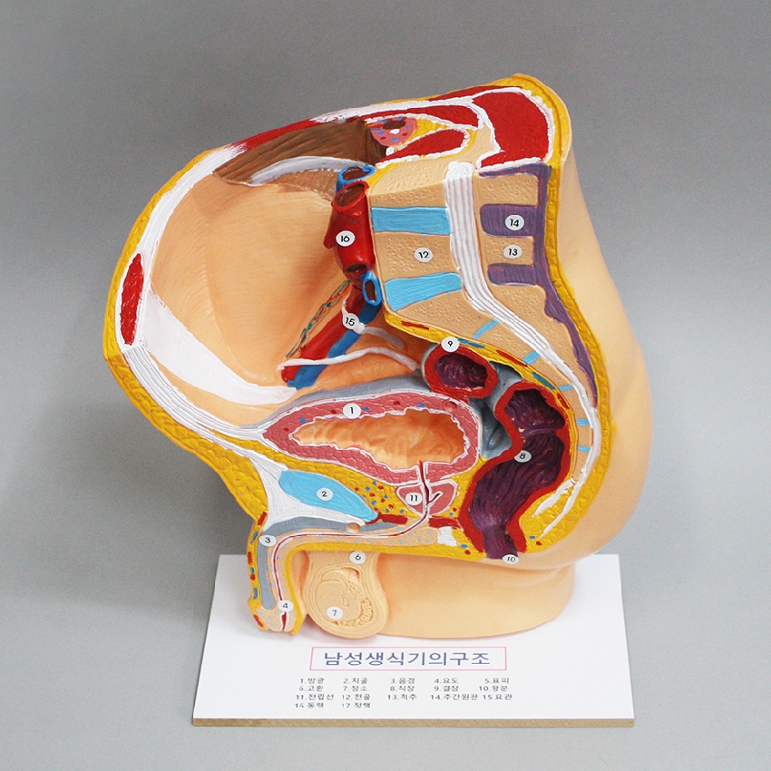 교육용 남성 생식기 구조 모형(입체 스탠드)해부학