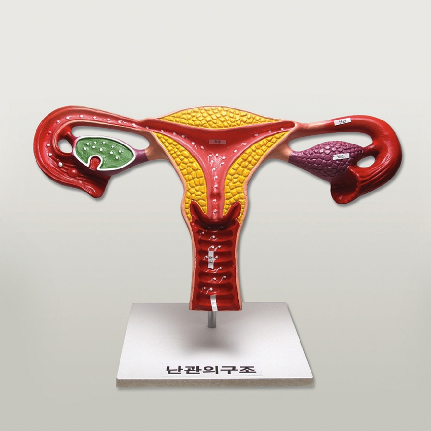 교육용 난관의 구조모형(임신 과정 교육)스탠드식36cm
