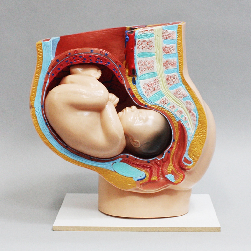 10개월 된 산모 모형(실물크기)태아의 자세 골반 구조